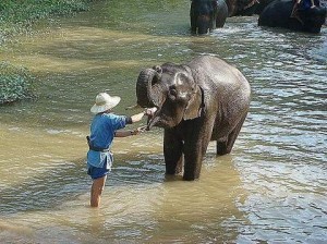 thailand elephant camp-001