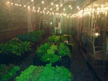 Joe Beef Gardens Photo by Joseph Marovitch